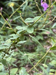Desmodium paniculatum