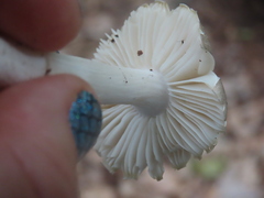 Marasmius calhouniae