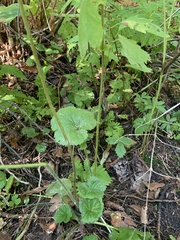 Geum macrophyllum