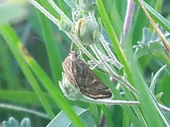 Loxostege sticticalis