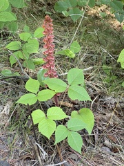 Pterospora andromedea