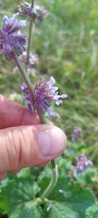 Salvia verticillata