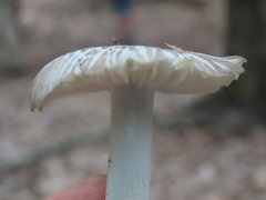 Marasmius calhouniae