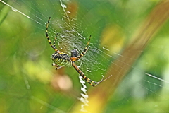Argiope trifasciata