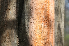 Peniophora incarnata