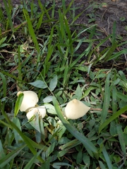 Conocybe apala