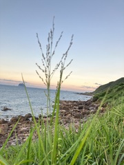 Panicum