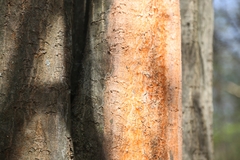 Peniophora incarnata