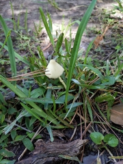 Conocybe apala