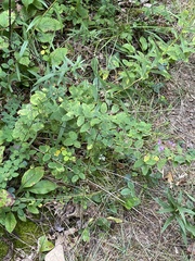 Desmodium paniculatum