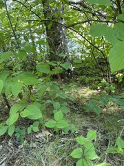 Pterospora andromedea