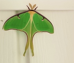 Actias luna
