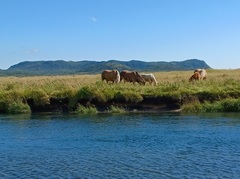 Equus caballus