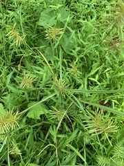 Cyperus strigosus