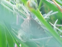 Loxostege sticticalis