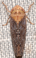 Paraphlepsius fulvidorsum