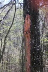 Peniophora incarnata