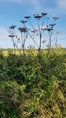 Heracleum mantegazzianum