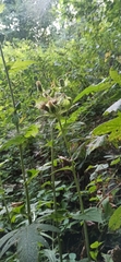 Cirsium oleraceum