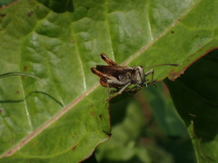 Gomphocerippus rufus