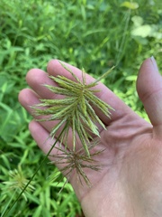 Cyperus strigosus