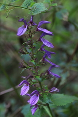 Brillantaisia