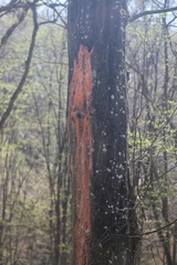 Peniophora incarnata