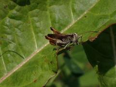 Gomphocerippus rufus