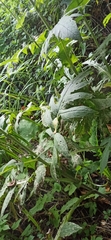 Cirsium oleraceum