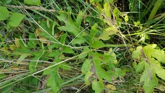 Heracleum mantegazzianum