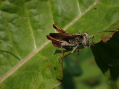 Gomphocerippus rufus