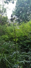 Cirsium oleraceum