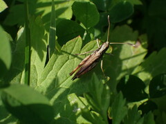 Gomphocerippus rufus