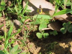Cotula pruinosa