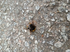 Bombus terrestris