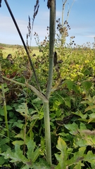 Heracleum mantegazzianum