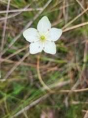 Parnassia glauca