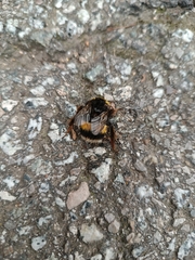 Bombus terrestris