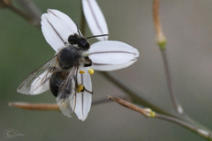 Apis mellifera capensis