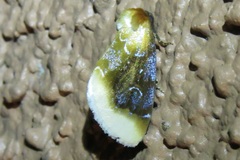 Chrysoecia scira