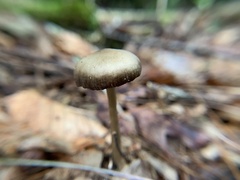 Nolanea