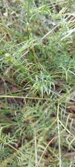 Astragalus austriacus