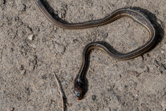 Thamnophis saurita