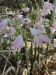 Crinum moorei
