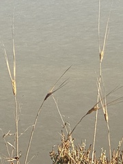 Poaceae