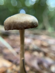 Nolanea