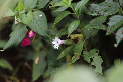 Thunbergia mildbraediana image