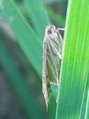 Loxostege sticticalis