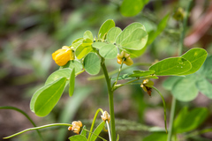 Senna obtusifolia