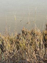Poaceae